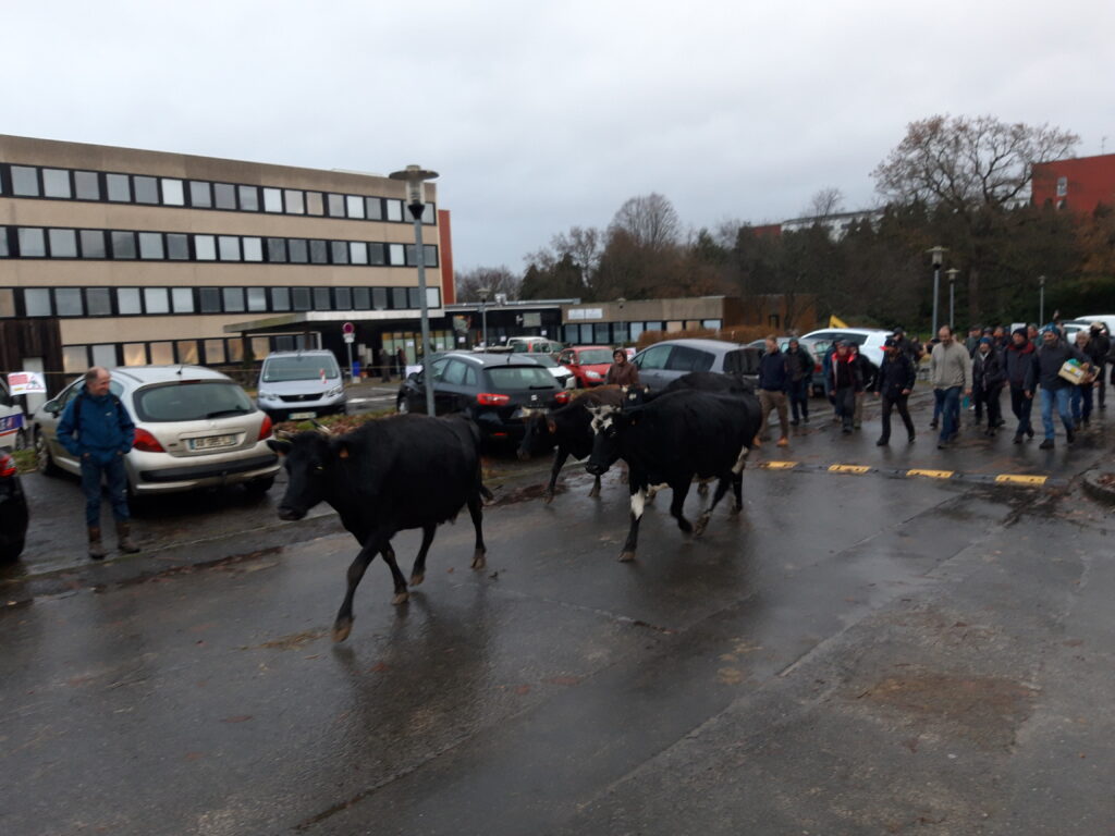 Départ des vaches de la draff lors de la mobilisation maec à Rennes décembre 2023